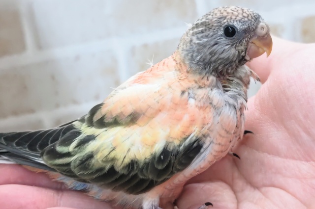 アキクサインコ（秋草インコ）