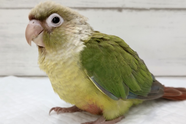 ホオミドリウロコインコ