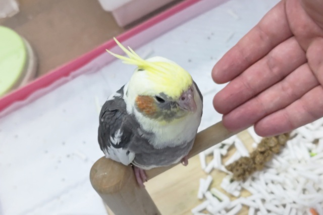 オカメインコ