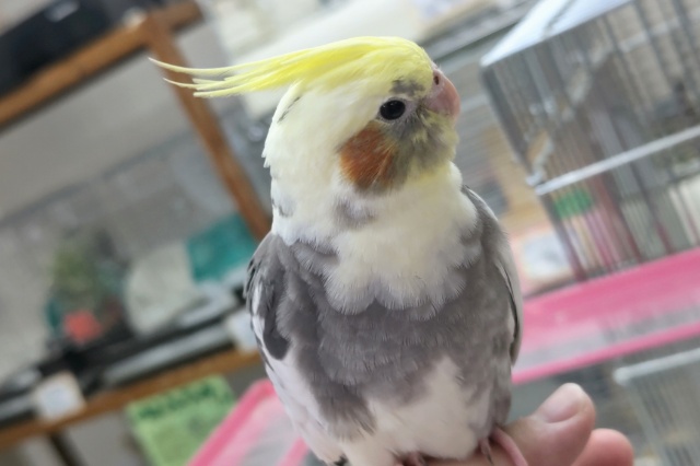 オカメインコ