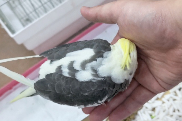 オカメインコ