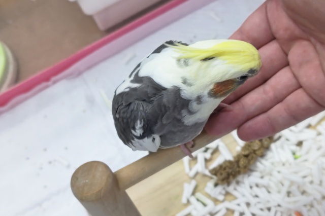 オカメインコ