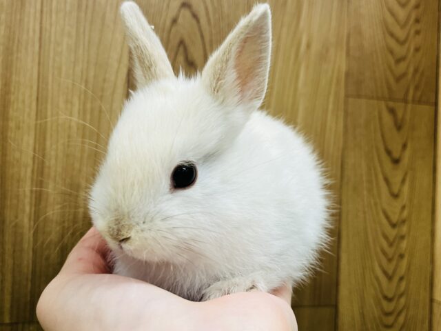 ネザーランドドワーフ