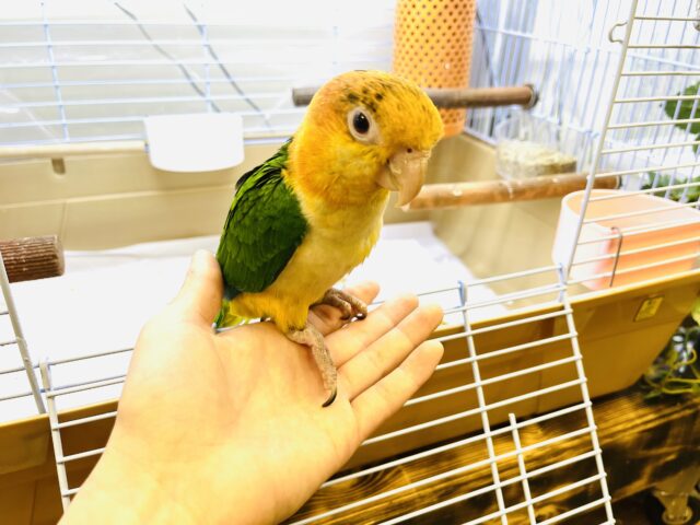 シロハラインコ