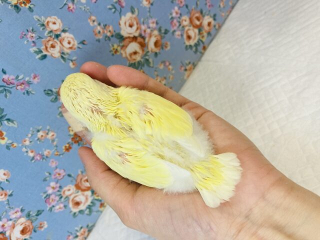 コザクラインコ（小桜インコ）