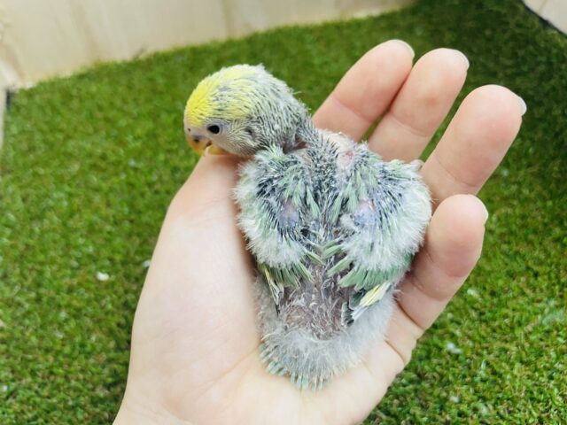 コザクラインコ（小桜インコ）