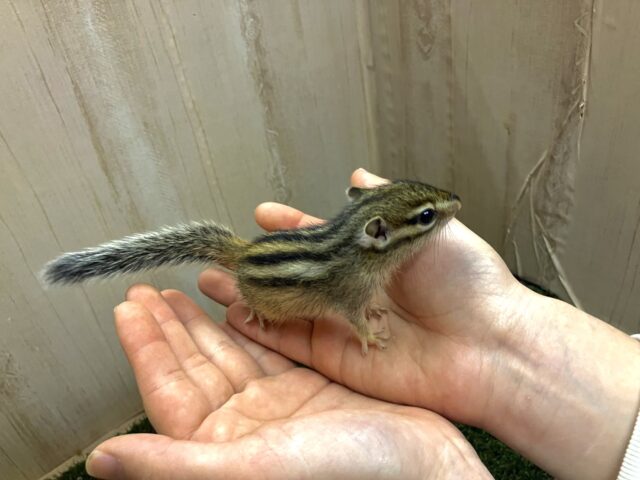 シマリス（ノーマル）