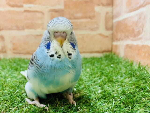 ジャンボセキセイインコ