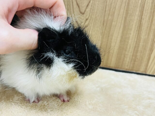 テッセルモルモット