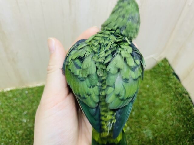 サザナミインコ