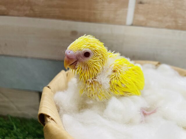 セキセイインコ