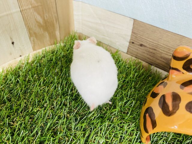 ゴールデンハムスター