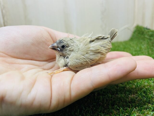 錦花鳥（キンカチョウ）