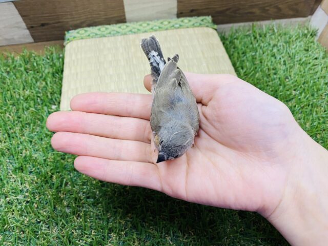 錦花鳥（キンカチョウ）