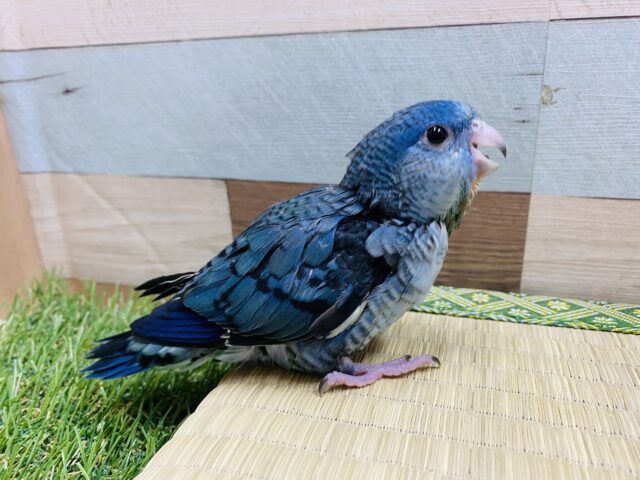 サザナミインコ