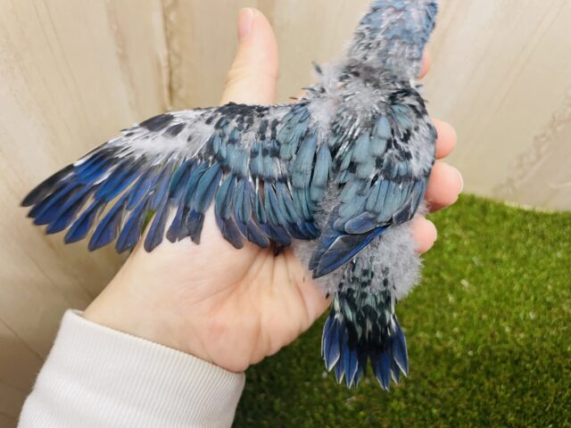 サザナミインコ