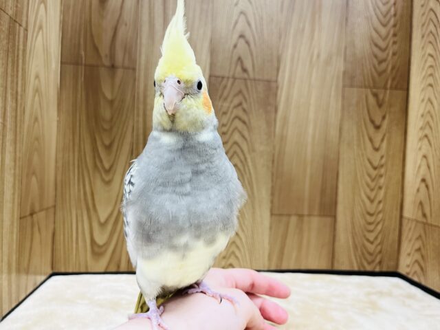 オカメインコ
