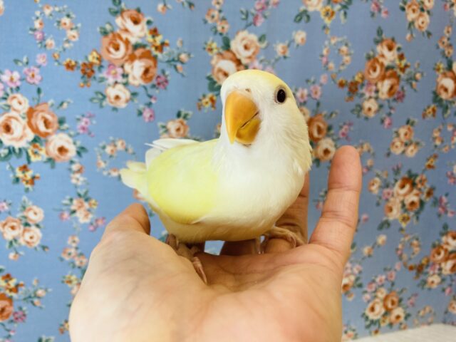 コザクラインコ（小桜インコ）