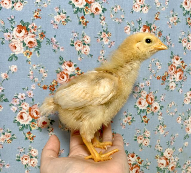 ボリスブラウン