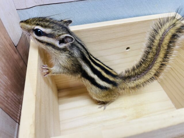 シマリス（ノーマル）