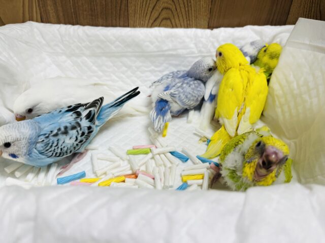 セキセイインコ