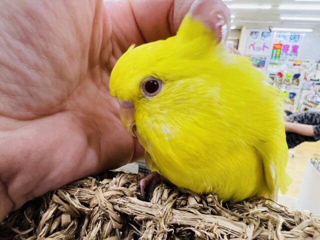 ジャンボセキセイインコ