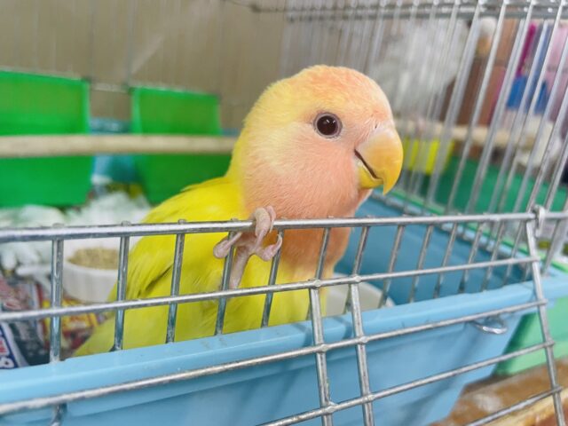 コザクラインコ（小桜インコ）