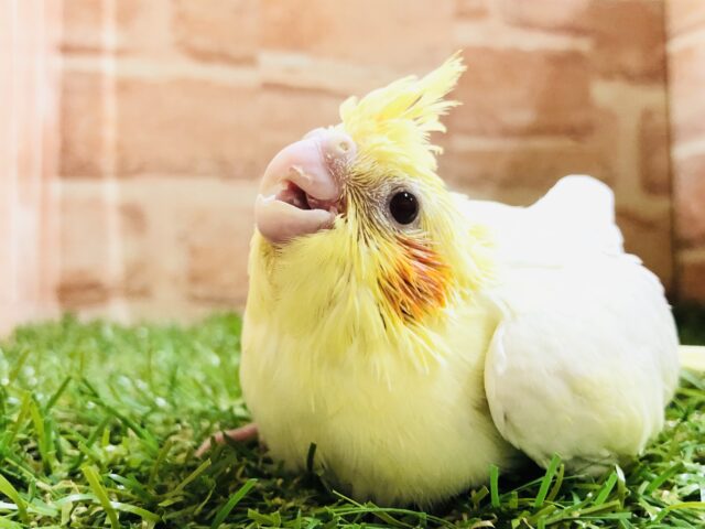 オカメインコ
