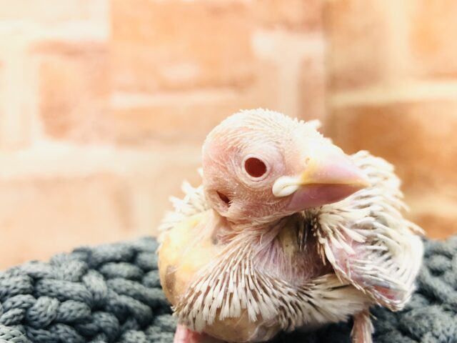 シルバーイノ文鳥