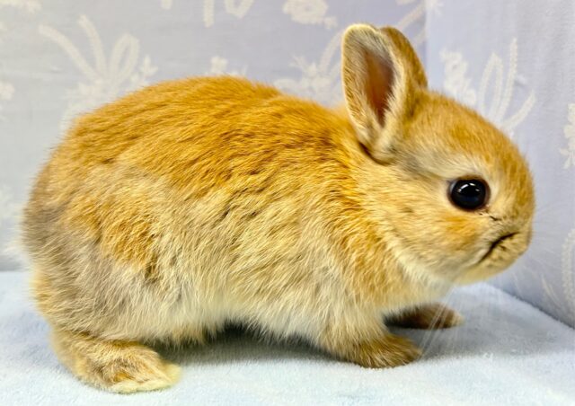 ネザーランドドワーフ