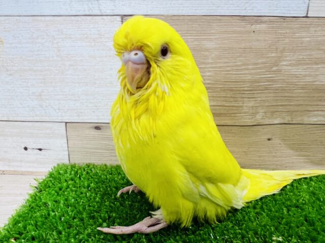 ジャンボセキセイインコ