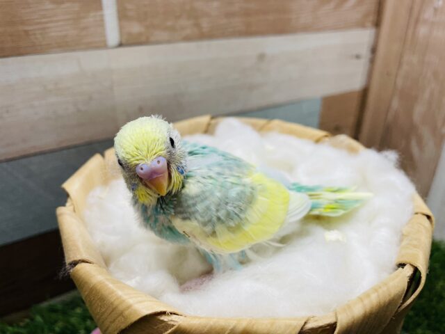 セキセイインコ