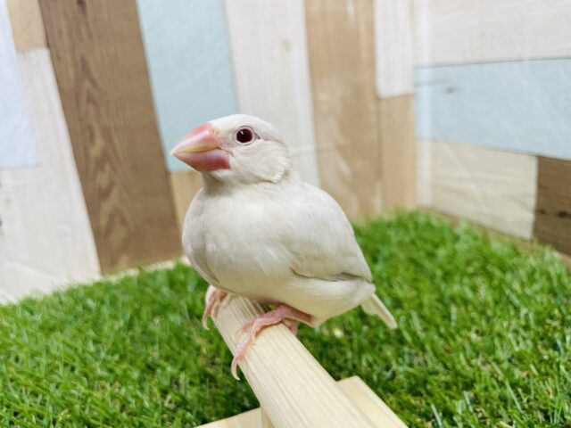 シルバーイノ文鳥