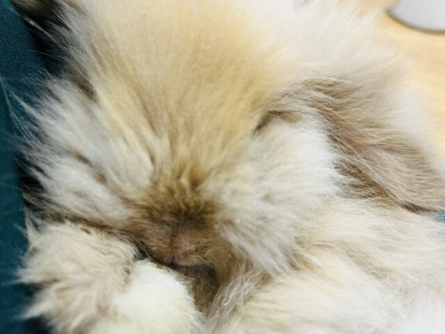 アメリカンファジーロップ