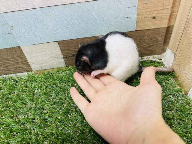 ファンシーラット