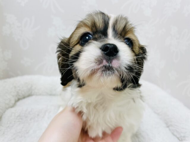 キャバペキ（ペキキャバ）