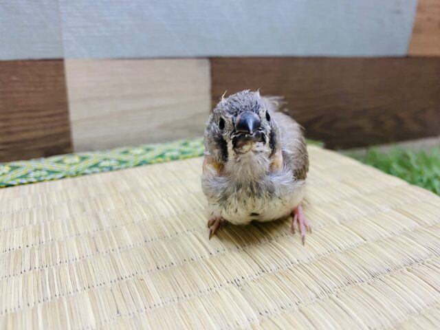 錦花鳥（キンカチョウ）