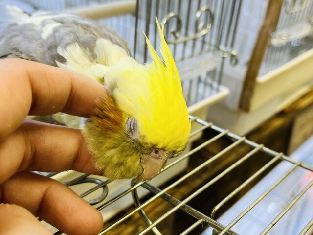 オカメインコ