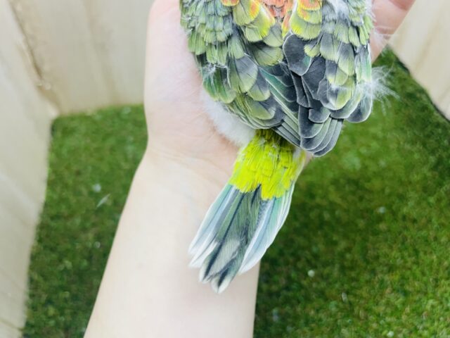 ビセイインコ（美声インコ）