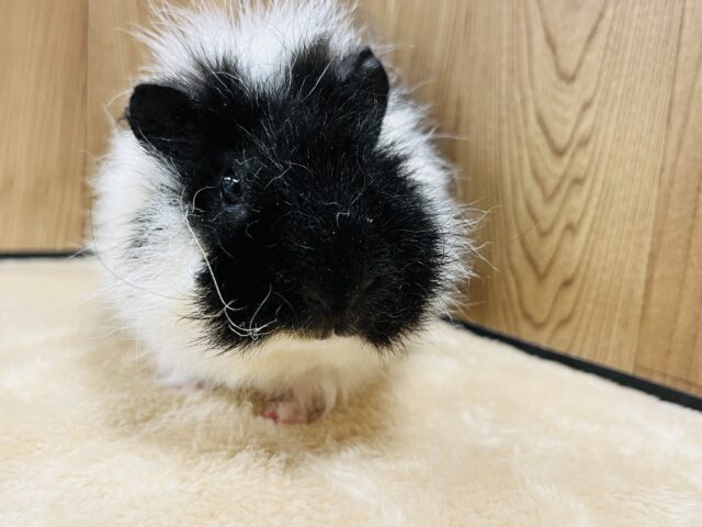 テッセルモルモット