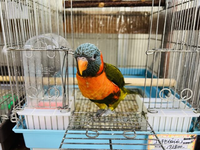 ゴシキセイガイインコ