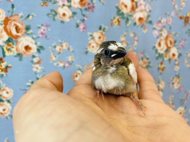 十姉妹（ジュウシマツ）