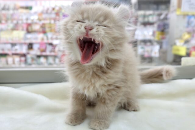 アメリカンカール