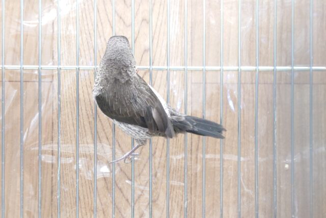 十姉妹（ジュウシマツ）