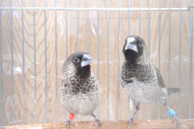 十姉妹（ジュウシマツ）