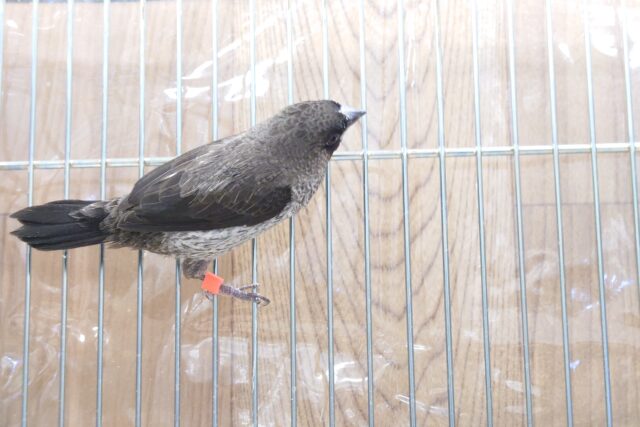 十姉妹（ジュウシマツ）