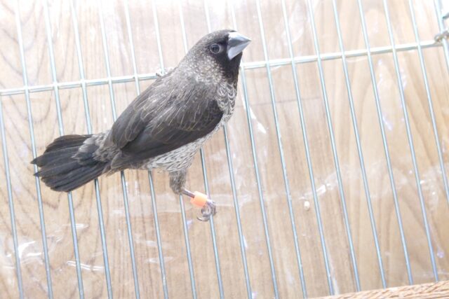 十姉妹（ジュウシマツ）