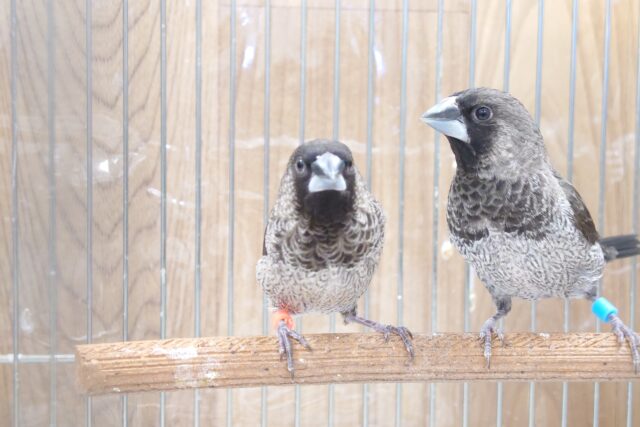 十姉妹（ジュウシマツ）