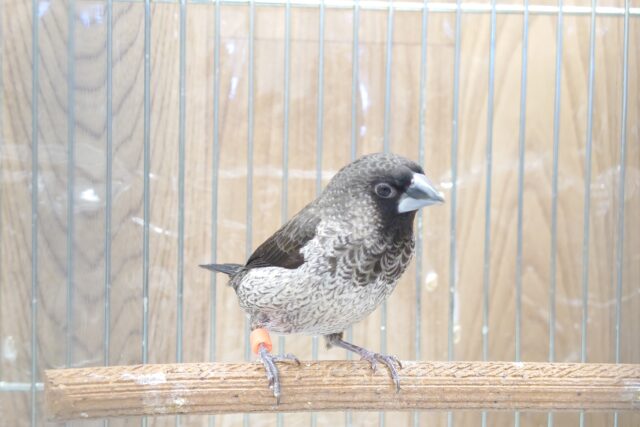 むっちり体系のステキなペア☆ ヨーロッパ十姉妹~~ 十姉妹(ジュウシマツ)