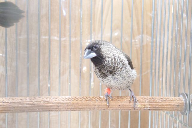 十姉妹（ジュウシマツ）